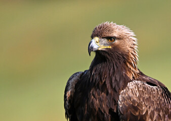 Obraz premium a powerful golden eagle (aquila chrysaetos) in spain