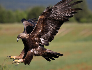 Obraz premium a majetic golden eagle flying in the mountain