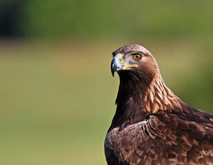 a powerful golden eagle (aquila chrysaetos) in spain