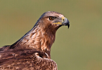 Obraz premium a powerful golden eagle (aquila chrysaetos) in spain