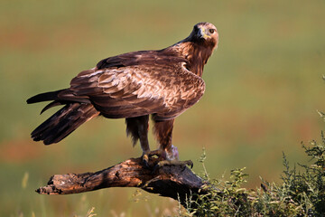 Fototapeta premium a beautiful golden eagle (aquila chryaetos) on spain