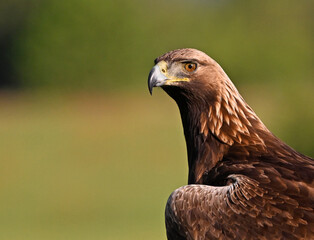 Naklejka premium a powerful golden eagle (aquila chrysaetos) in spain