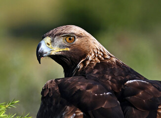 Fototapeta premium a majetic golden eagle flying in the mountain