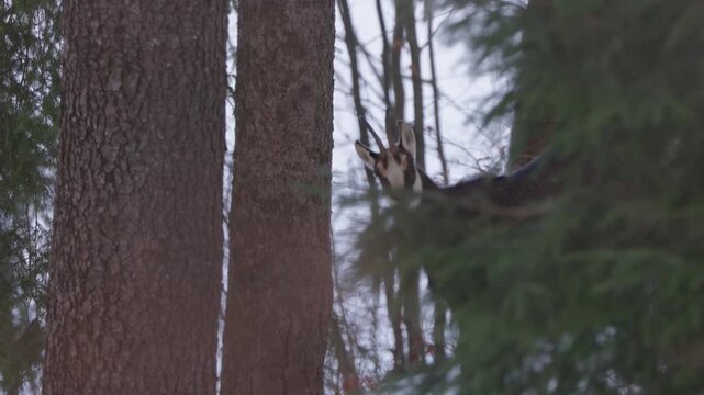 chamois in forest, cautious behavior