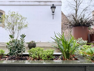 Modern outdoor planter with mixed evergreen plants and ornamental foliage against white building wall, contemporary courtyard landscaping with clean, minimalist design.