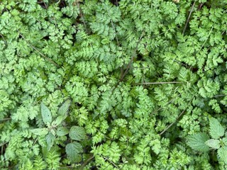 Dense green fern-like ground cover forming a lush natural carpet, close up of fresh foliage texture creating a vibrant botanical background in a shaded outdoor area.