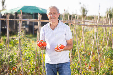 Obraz premium Concept of active hobby, cultivation and gardening in rural area. Senior man is working in garden between beds, picking ripe red tomatoes from branches, and holding lot of red fruits in hands.