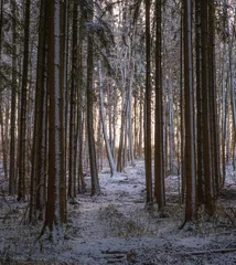 Fotobehang Bospad Snow covers the ground in a forest with tall trees during sunset as light filters through the branches  © bersch28