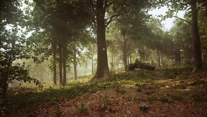 Fototapeta premium A Serene Sunset in a Lush Forest