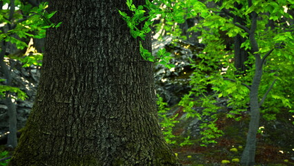 Obraz premium A large tree in the middle of a forest