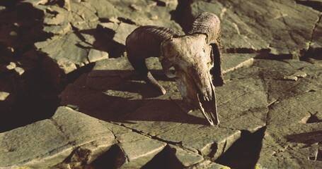 Obraz premium weathered ram skull on cracked lava rock, golden side light, deep shadows, textured surfaces, arid atmosphere, closeup composition conveying decay