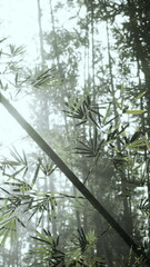 Fototapeta premium misty bamboo leaves and shafts in soft light, delicate droplets clinging to foliage, filtered sunlight creating dreamlike haze, intimate closeup for calming