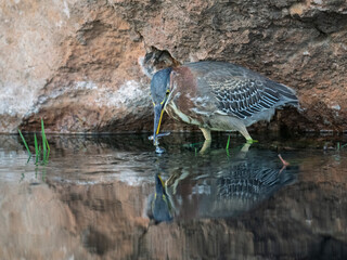 Green Heron Hunting for Fish Along Rocky Water Edge