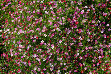Colorful muti floral blooming in garden