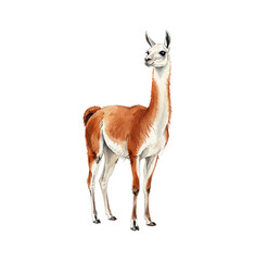 Obraz premium Brown and white llama standing calmly with a curious expression in detailed watercolor illustration art