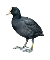 Obraz premium Black Coot Bird with White Beak and Red Eyes Standing Side View Detailed Watercolor Illustration