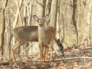 Whitetail deer, living within the woodland forest, of the Blue Ridge Mountains, Appalachian mountain Range, West Virginia. 