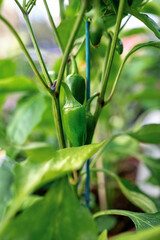 Obraz premium Close-up of green pepper growing on plant with leaves. Natural food and gardening background. 