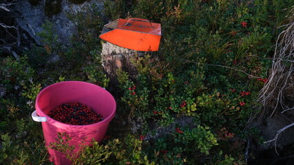 Lingonberry in the forest