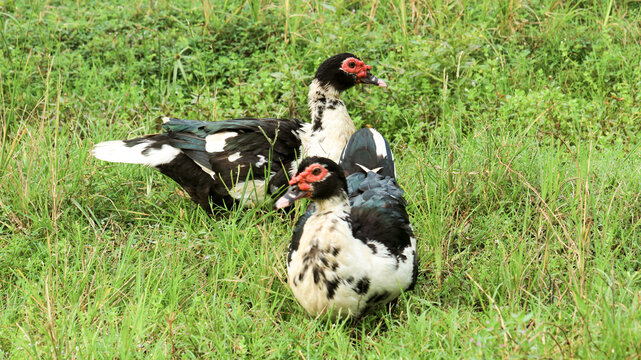 The Muscovy duck, with its distinctive red face and black-and-white plumage, stands on green grass. This animal is characterized by red, wrinkled or crepey skin around its eyes and the base of its bea