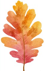 Obraz premium Colorful autumn oak leaf, vibrant orange and red hues, intricate veins, isolated on white