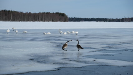 ducks and swans on a ice lake 