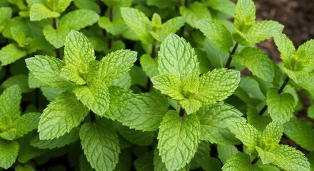 Lush close-up of vibrant green mint leaves growing in a garden, showing texture