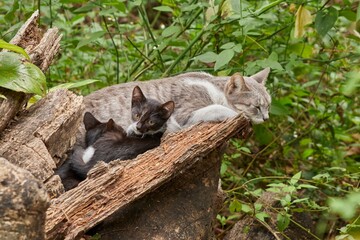 Gray mother cat resting with her black kittens on a log.