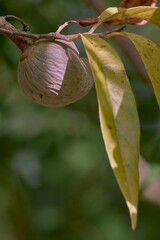 Close-up of a custard apple on a branch with yellow leaves in sunlight.