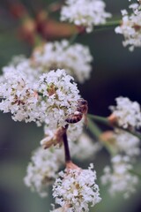 Honeybee collecting pollen on wild white flowers.