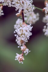 Delicate White Blossoms On a Branch. Macro Close-Up Of Spring Flowering Nature.