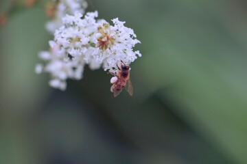 Close-up of a pollinating insect in a natural botanical environment.