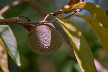 Close-up of a custard apple on a branch with yellowing leaves in natural light.