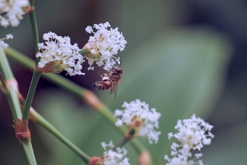 Spring scene with European bee and out-of-focus white flowers.