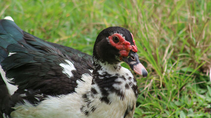 The Muscovy duck, with its distinctive red face and black-and-white plumage, stands on green grass. This animal is characterized by red, 
