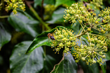 Fototapeta premium Bee pollinating ivy flowers 