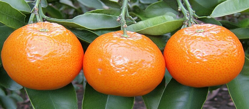Mandarin oranges on tree with blurred background of laden trees. --chaos 30 --ar 16:7 --v 6.1 Job ID: b887a791-03e9-42bf-a841-f0f854de3f18