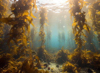 A majestic wide-angle underwater shot of a towering golden kelp forest. Divine sunbeams pierce through the surface, creating dramatic light rays amidst crystal-clear blue water.