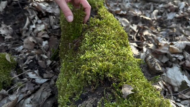 Collection of moss in autumn. Young woman taking moss from a fallen tree