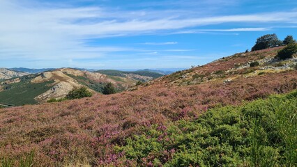 Les beaux plateaux de bruy&egrave;re du mont Caroux &agrave; la fin de l'&eacute;t&eacute; (parc naturel r&eacute;gional du Haut-Languedoc)