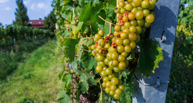 Close up of a ripe green grape cluster on a grapevine with leaves, with vineyard rows, house and blue sky softly blurred in the background. Selective focus