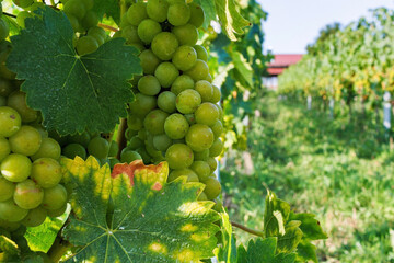 Close up of a ripe green grape cluster on a grapevine with leaves, with vineyard rows, house and blue sky softly blurred in the background. Selective focus