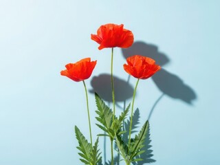 Obraz premium Vibrant red poppies on light blue background with shadows