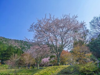 Obraz premium 新緑の山々を背景に咲き誇る一本桜。穏やかな春の日の公園
