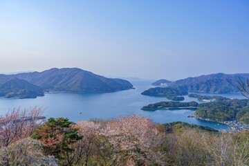 展望台から見下ろす舞鶴湾の絶景と満開の山桜 日本の春を象徴するパノラマ風景