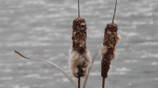 [4K] Wild Cattails (Typha) in Late Autumn Marsh: Fluffy Seeds Dispersing in a Serene Wetland 【4K】晩秋の沼地に自生するガマの穂：穂が弾け綿毛が舞う、冬を待つ水辺の静かな風景素材 撮影日：20251114-1

