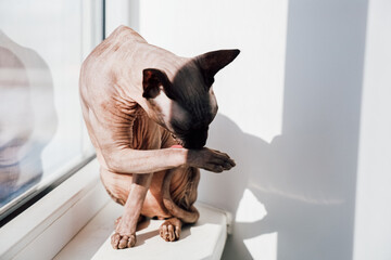 sphinx Cat sits on window sill while grooming its paws during morning light hours