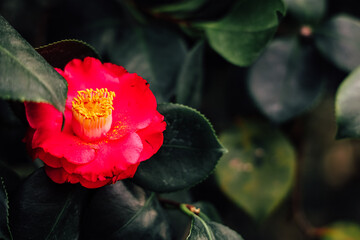 Red flower blooms in garden during spring season with green leaves surrounding it