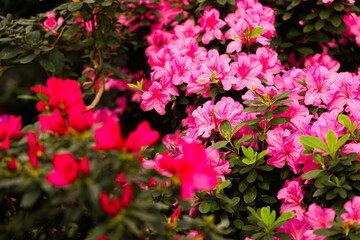 Fototapeta premium Colorful flowers bloom in a garden during spring with various shades of pink and red