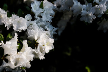 White Azalea flowers bloom in a dark garden during springtime hours